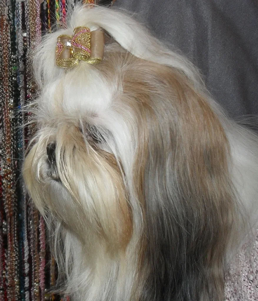 Shih Tzu