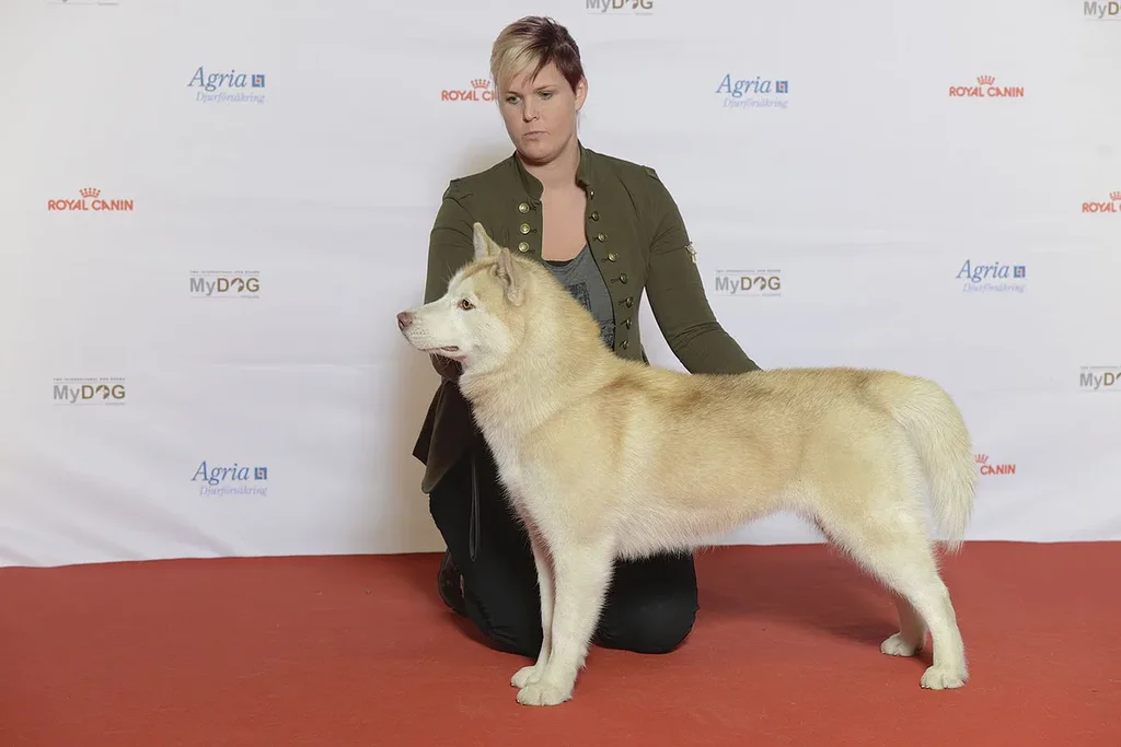 Siberian Husky