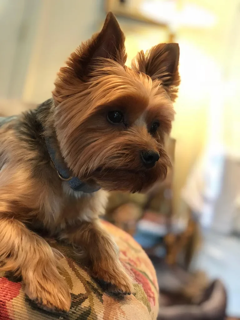 Yorkshire Terrier