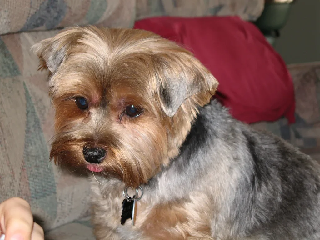 Yorkshire Terrier