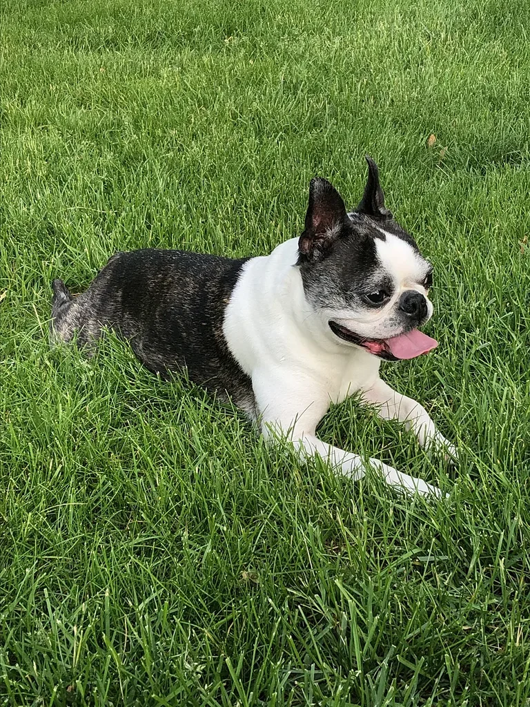 Boston Terrier