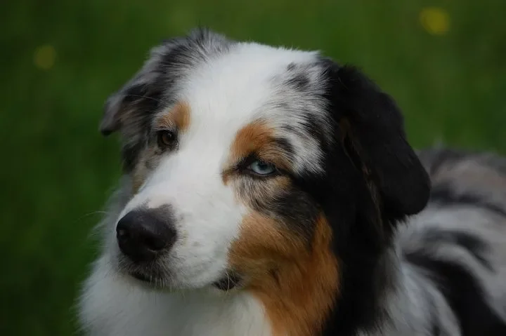 Australian Shepherd