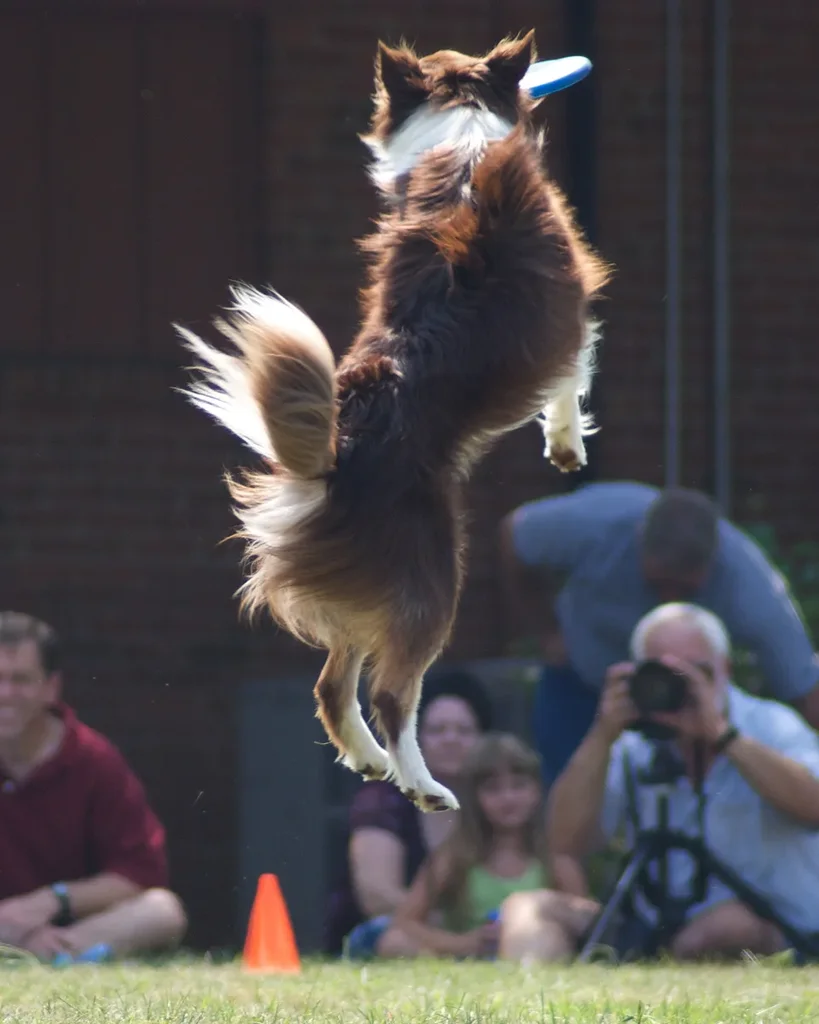 Australian Shepherd