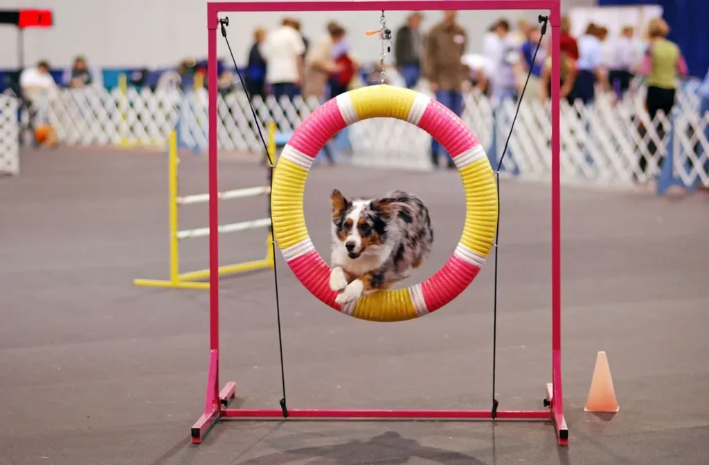 Australian Shepherd