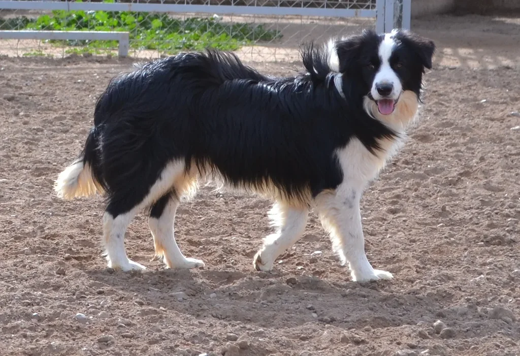 Border Collie