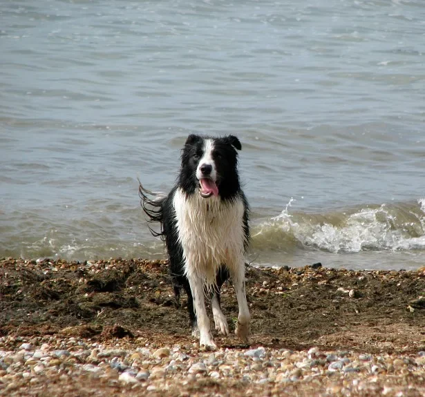 Border Collie