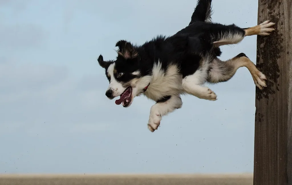 Border Collie