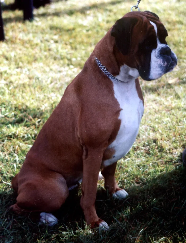 Boxer