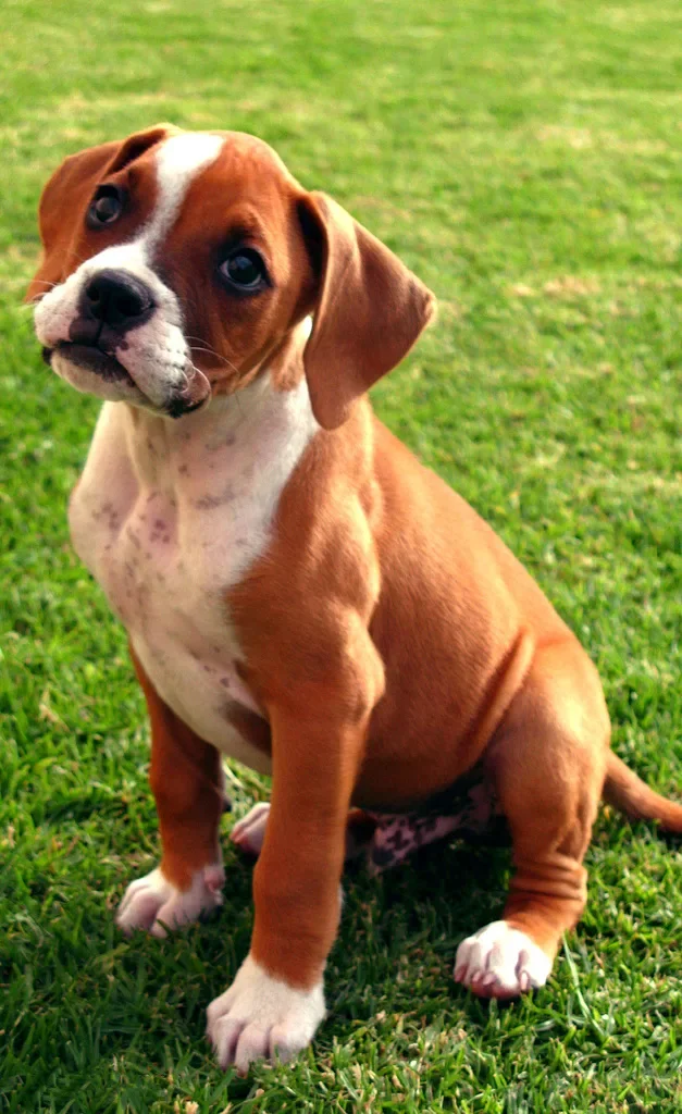 Boxer