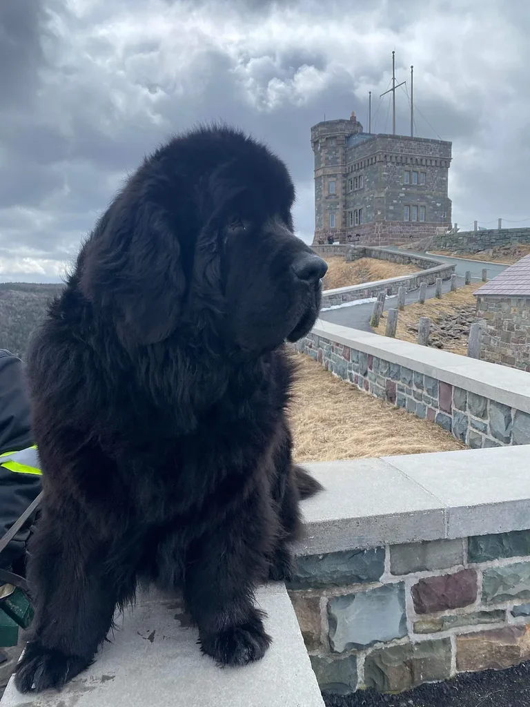 Newfoundland
