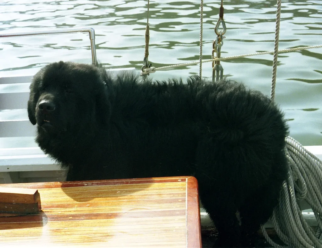 Newfoundland
