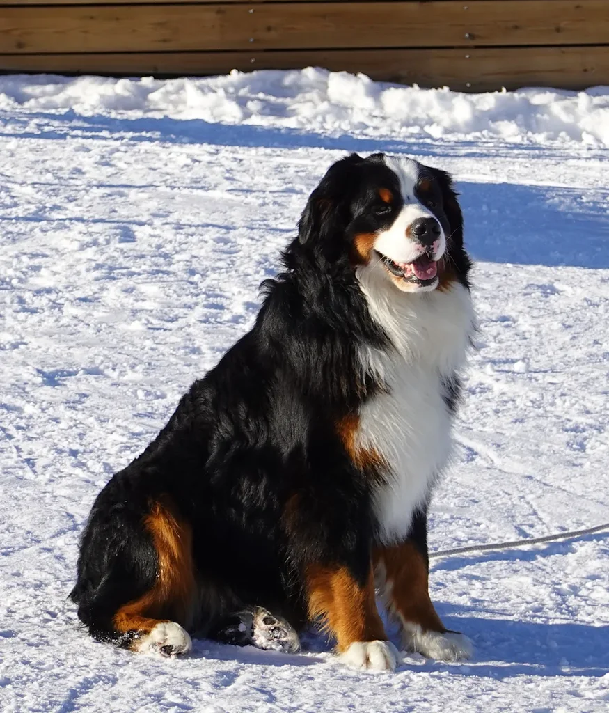Bernese Mountain Dog