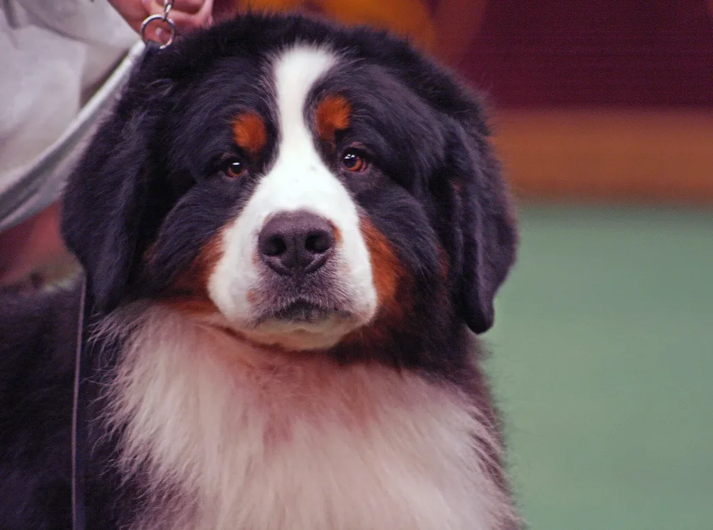 Bernese Mountain Dog