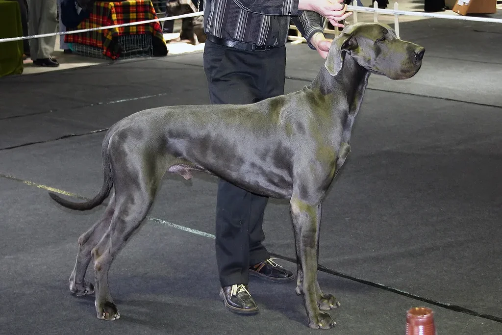 Great Dane