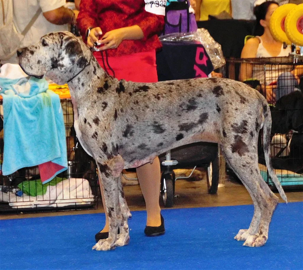 Great Dane